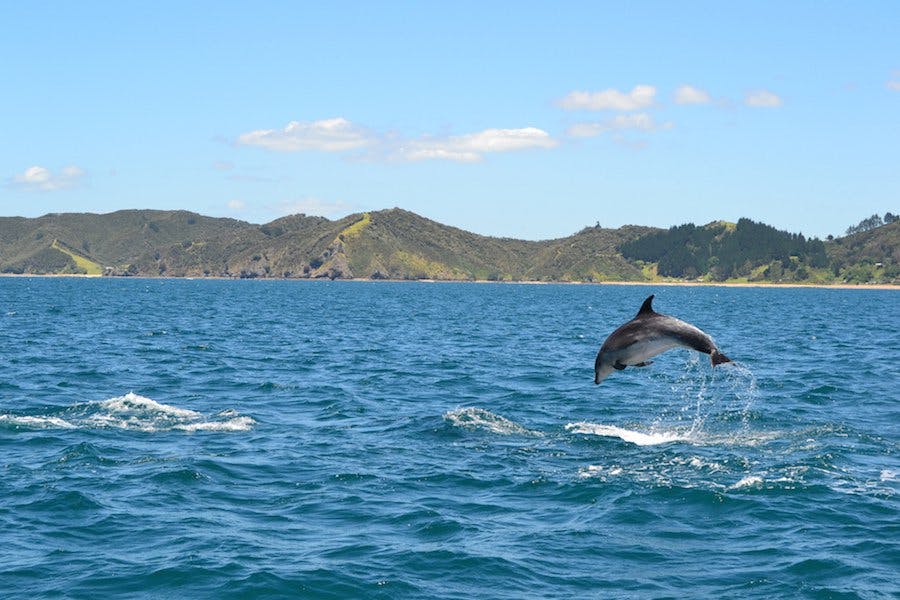 swim with dolphins paihia