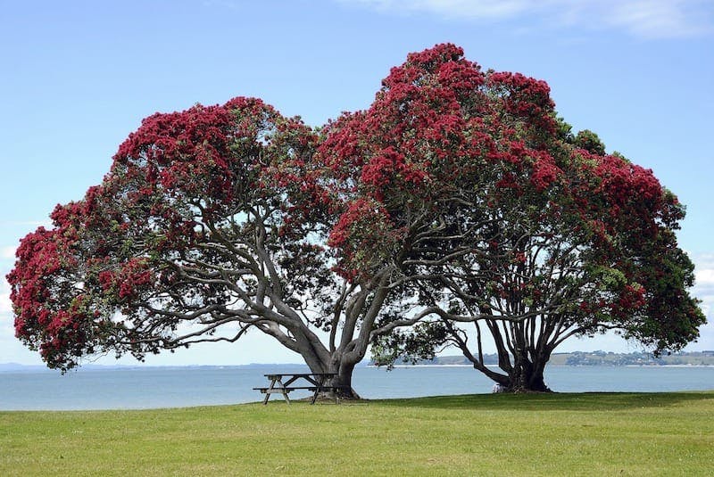 pohutukawa trees