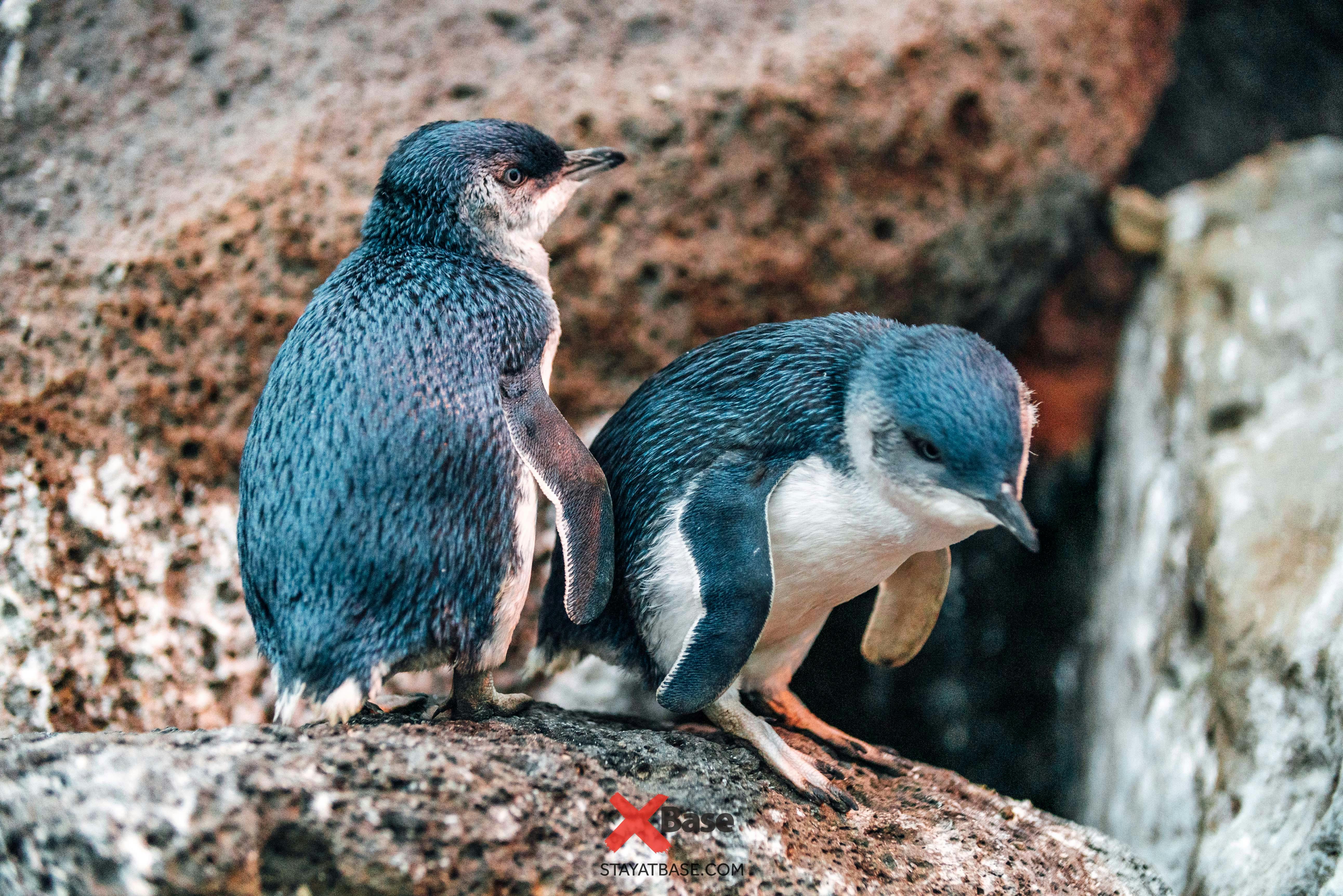 free things to do in melbourne penguins at st kilda pier