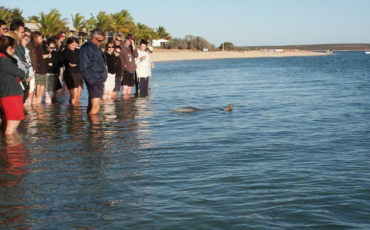 monkey mia guide to western australia