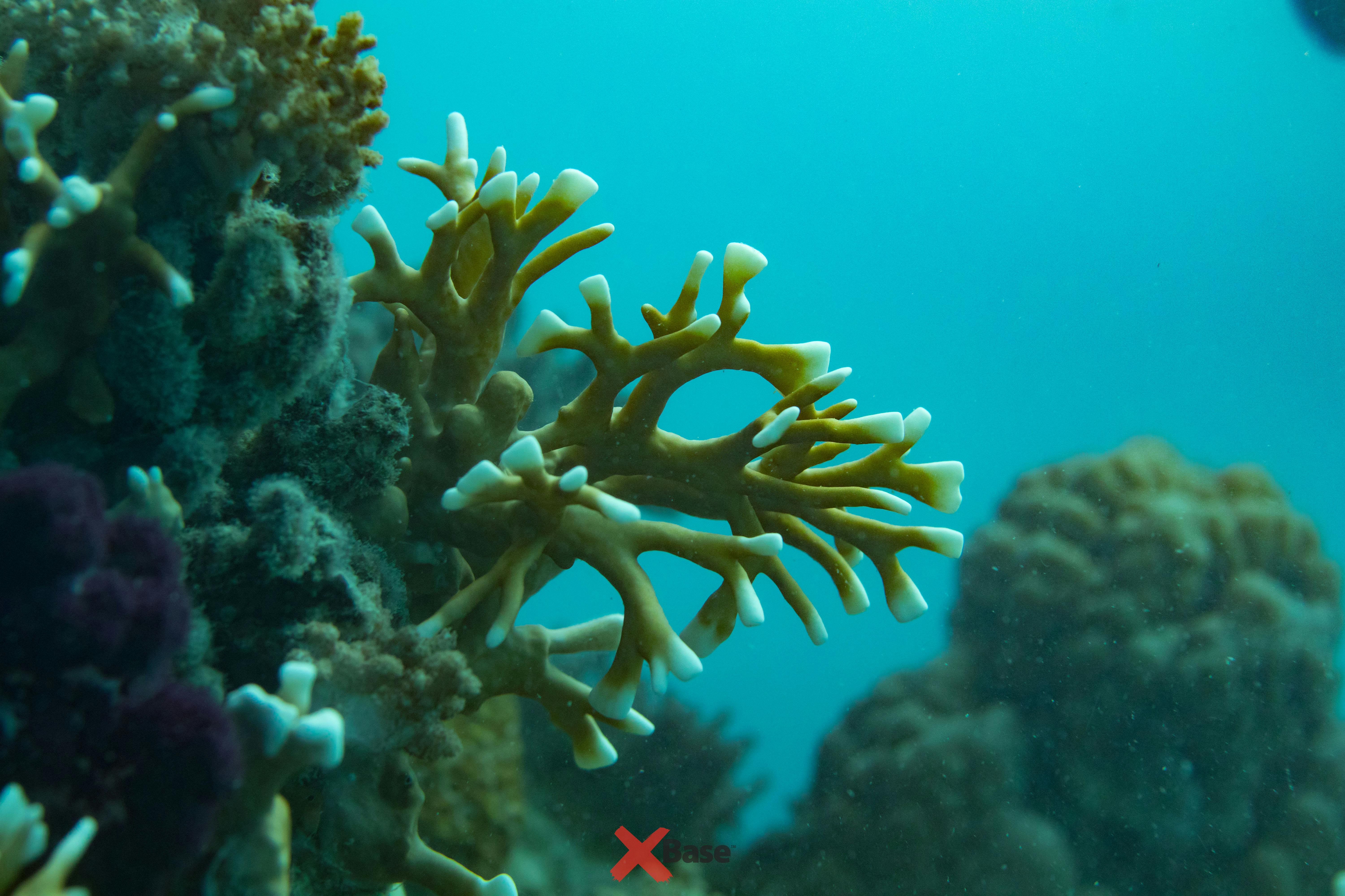 coral whitsundays