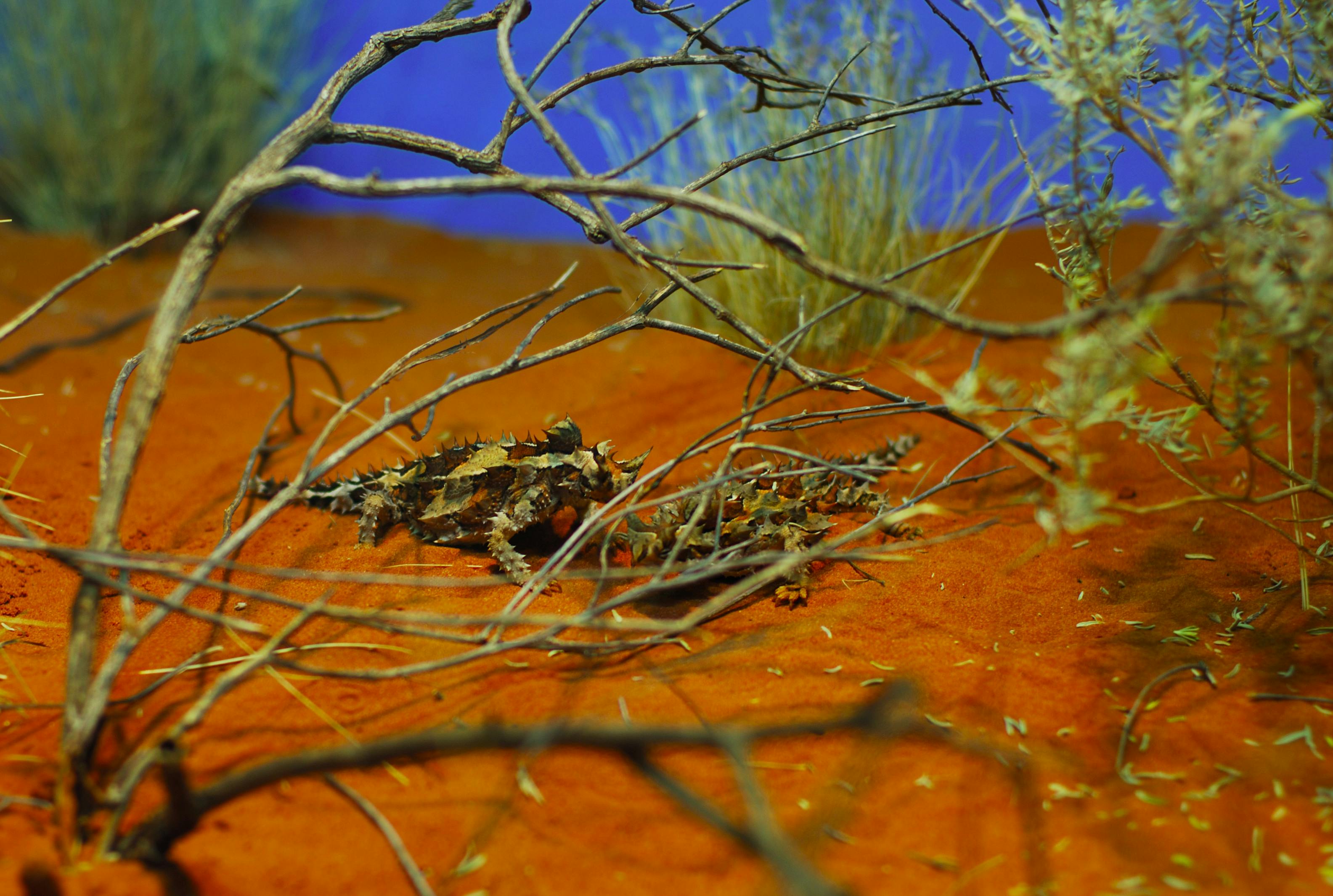 things to do in alice springs thorny devil alice spring desert park