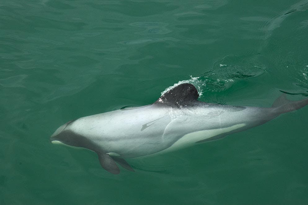 native new zealand marine life