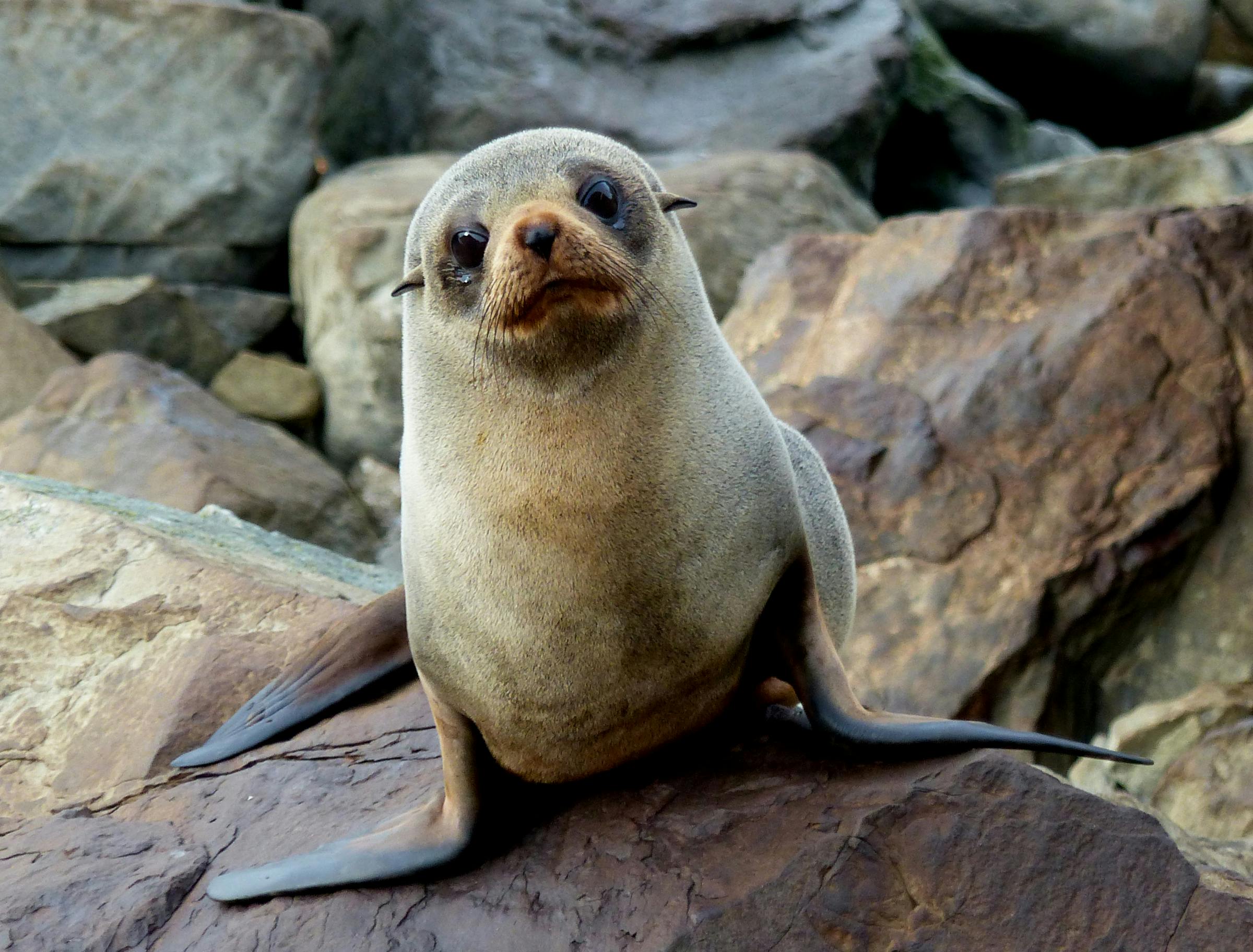 new zealand fur seal