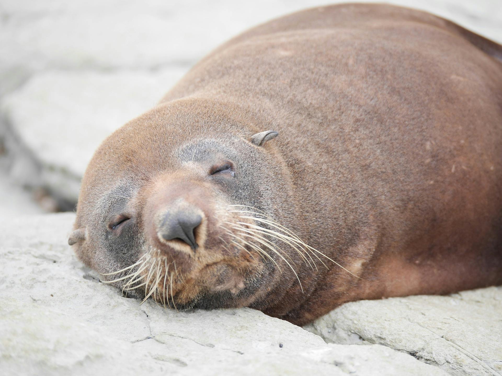 nz marine mammals sea lion