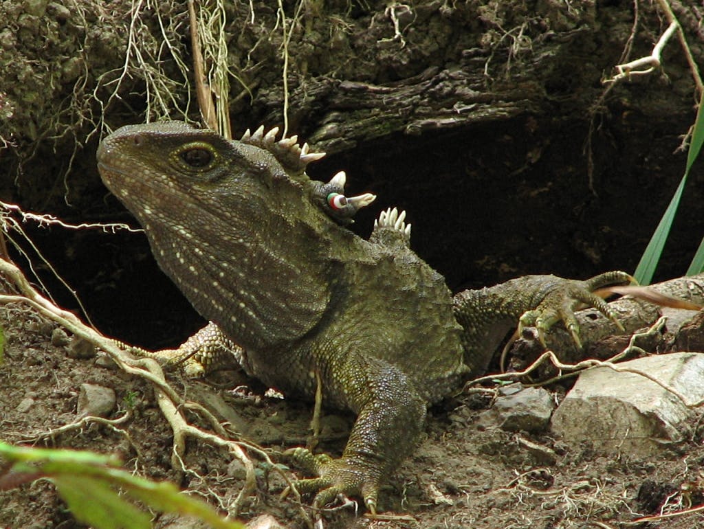 endemic new zealand reptile tuatara