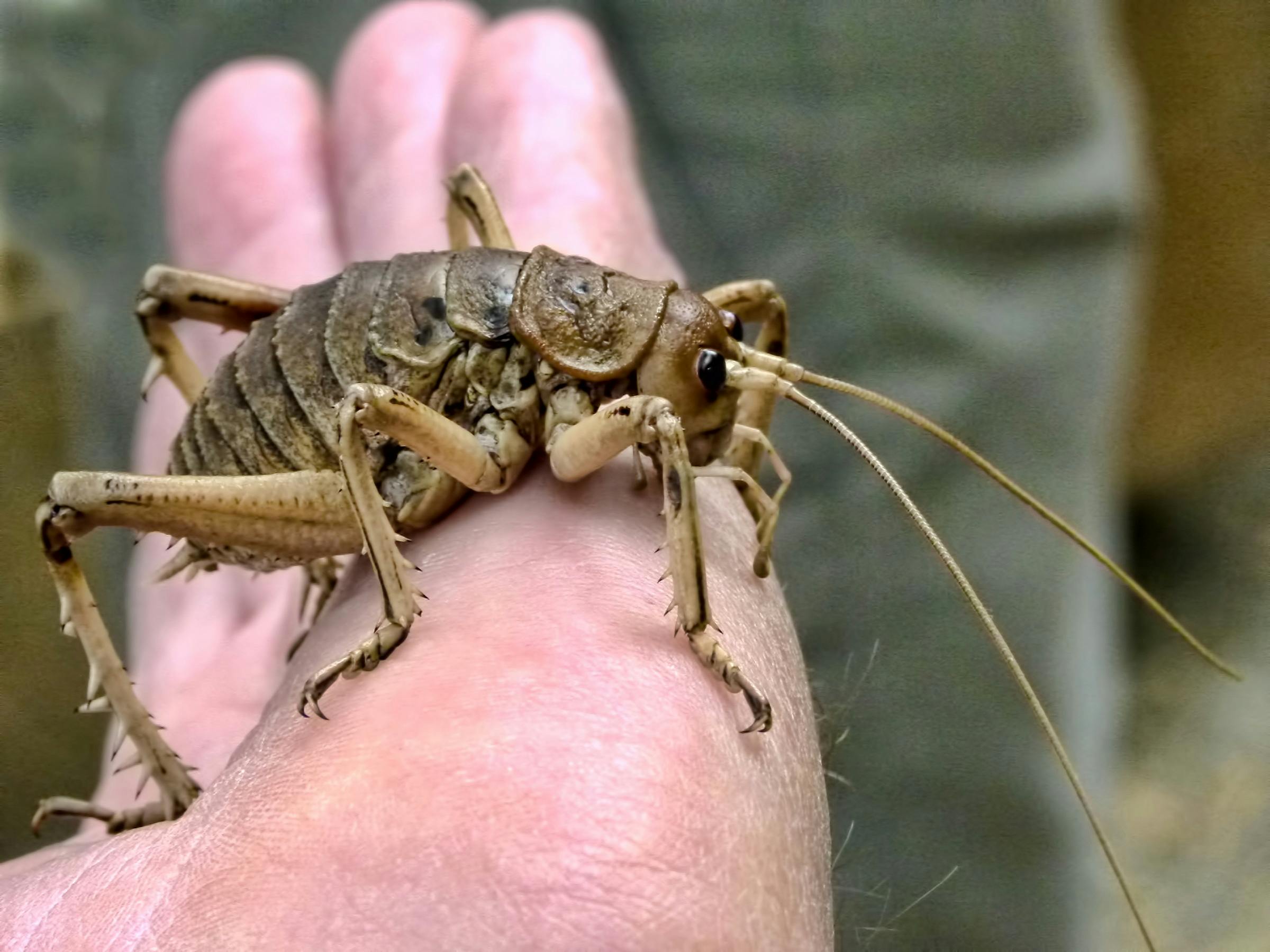 weta native new zealand wildlife