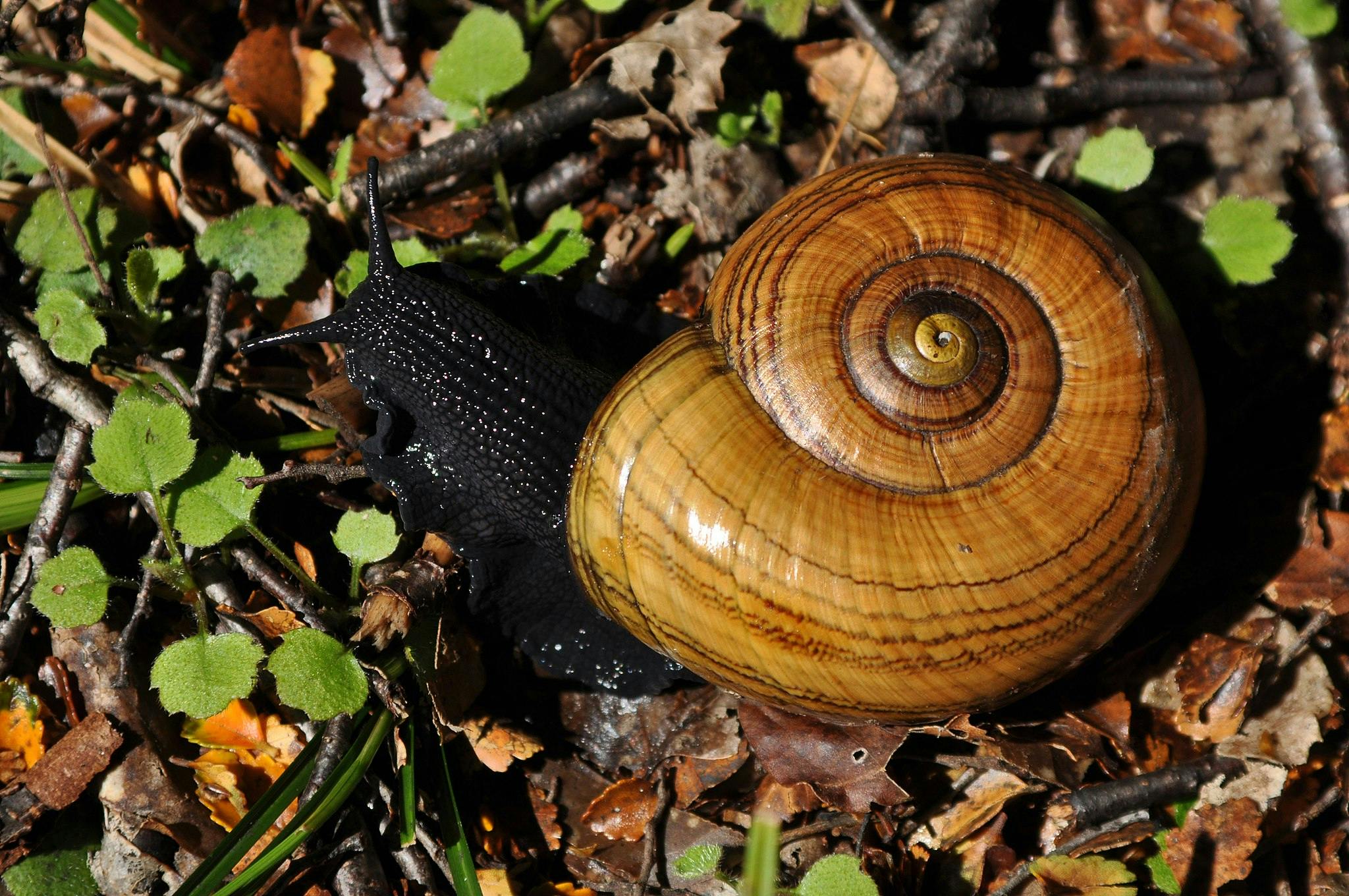 powelliphanta new zealand snail
