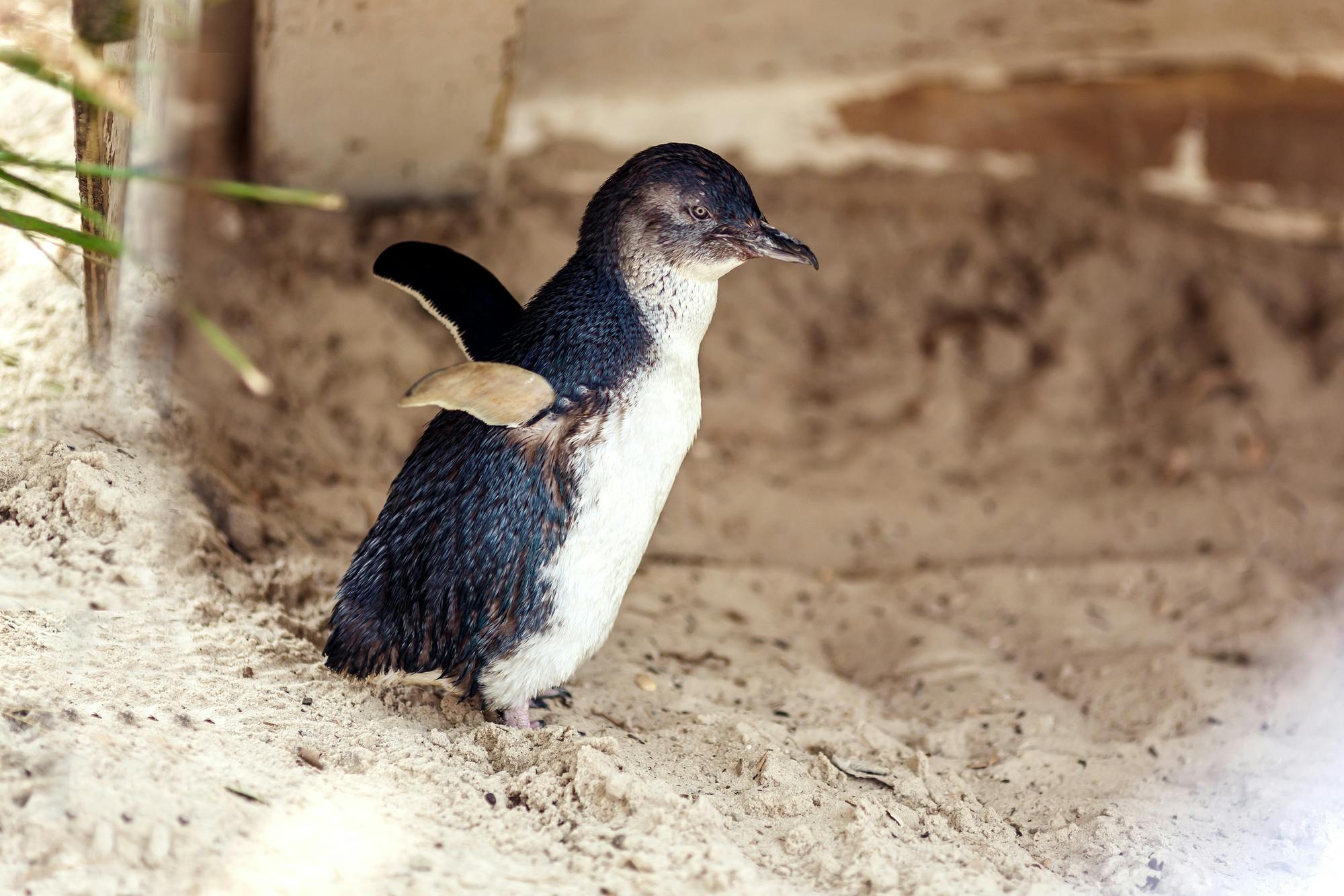 penguins on phillip island