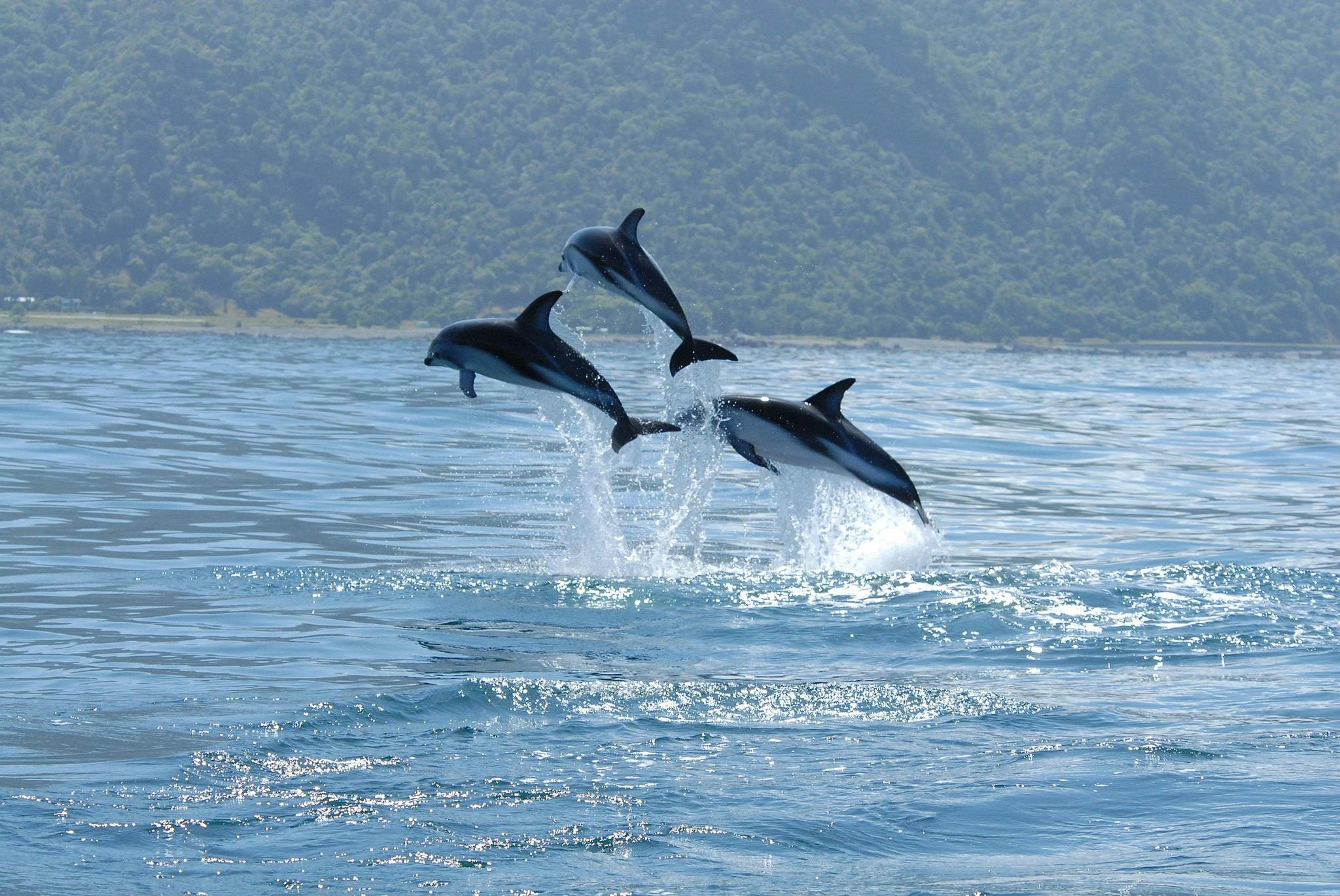 swim with dolphins kaikoura