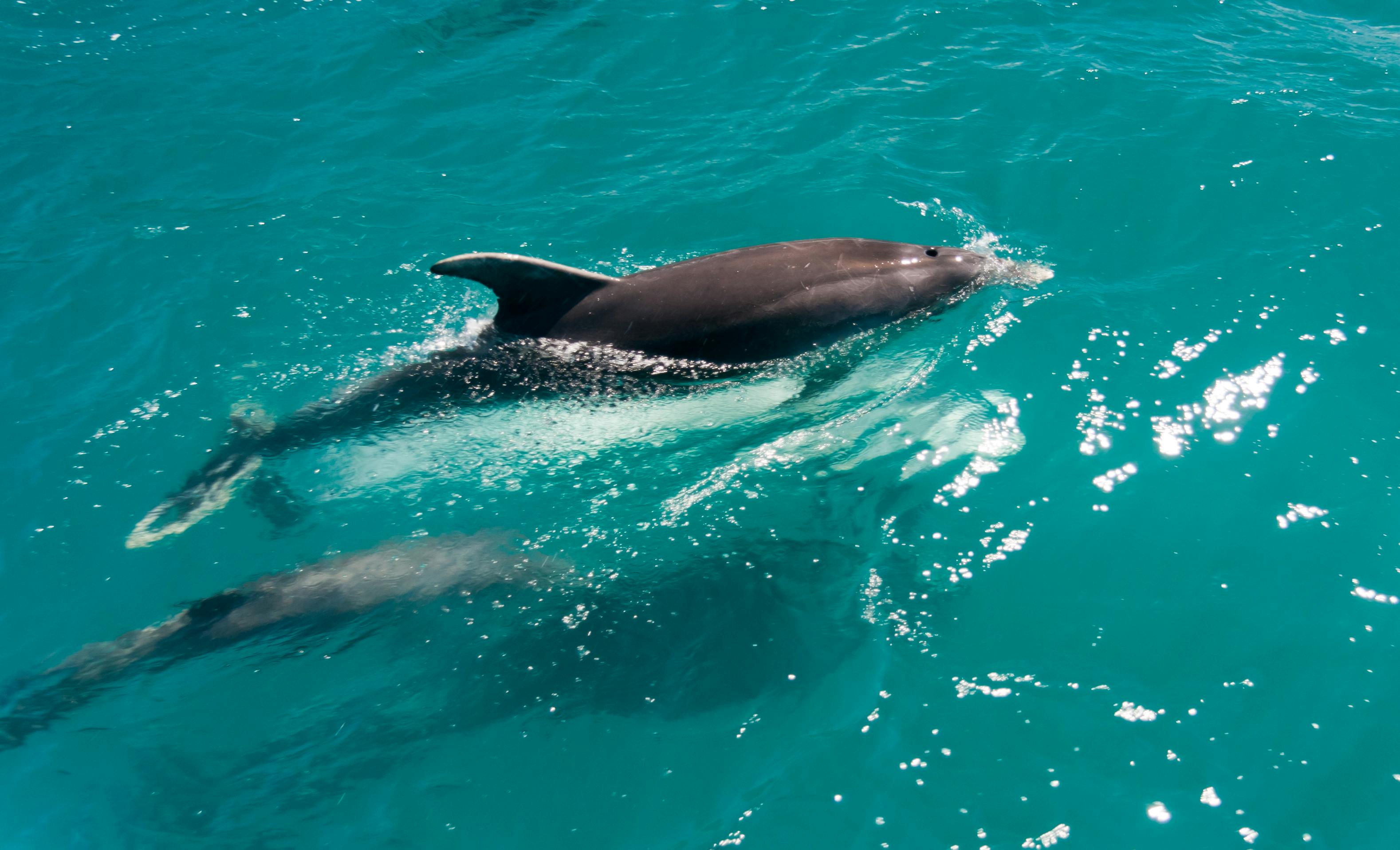 swim with dolphins in new zealand