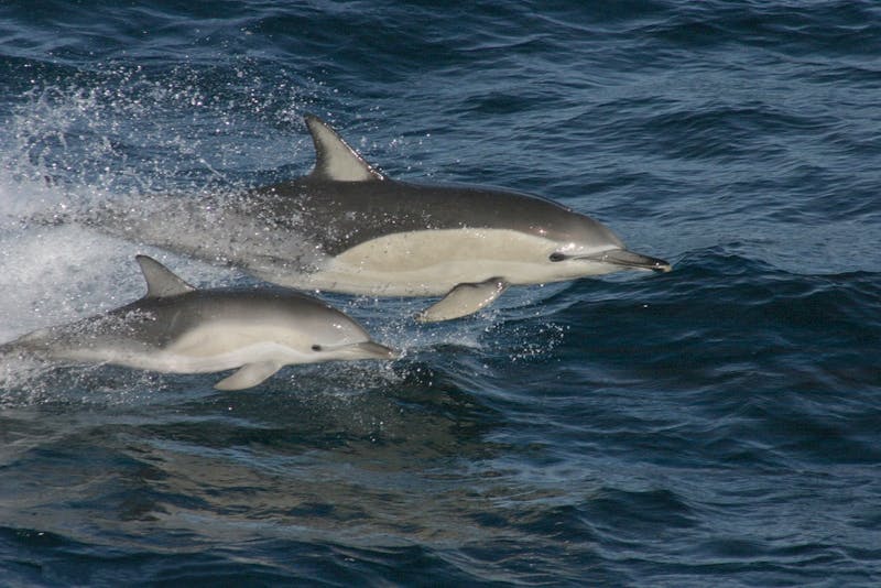 swim with dolphins nz