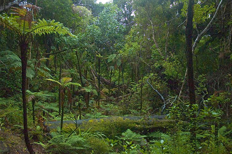 things to do on stewart island - ulva island