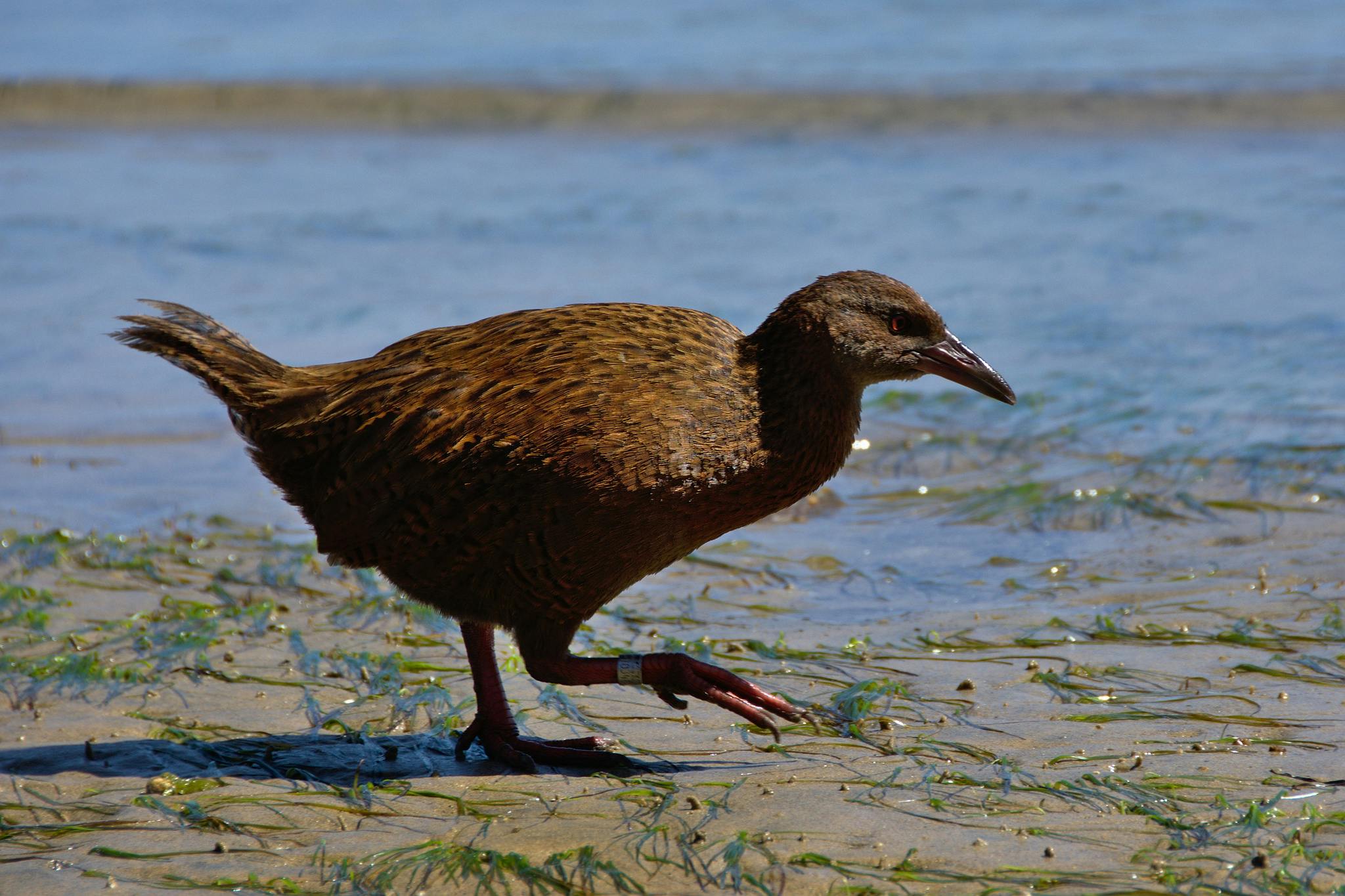 birdwatching on ulva island