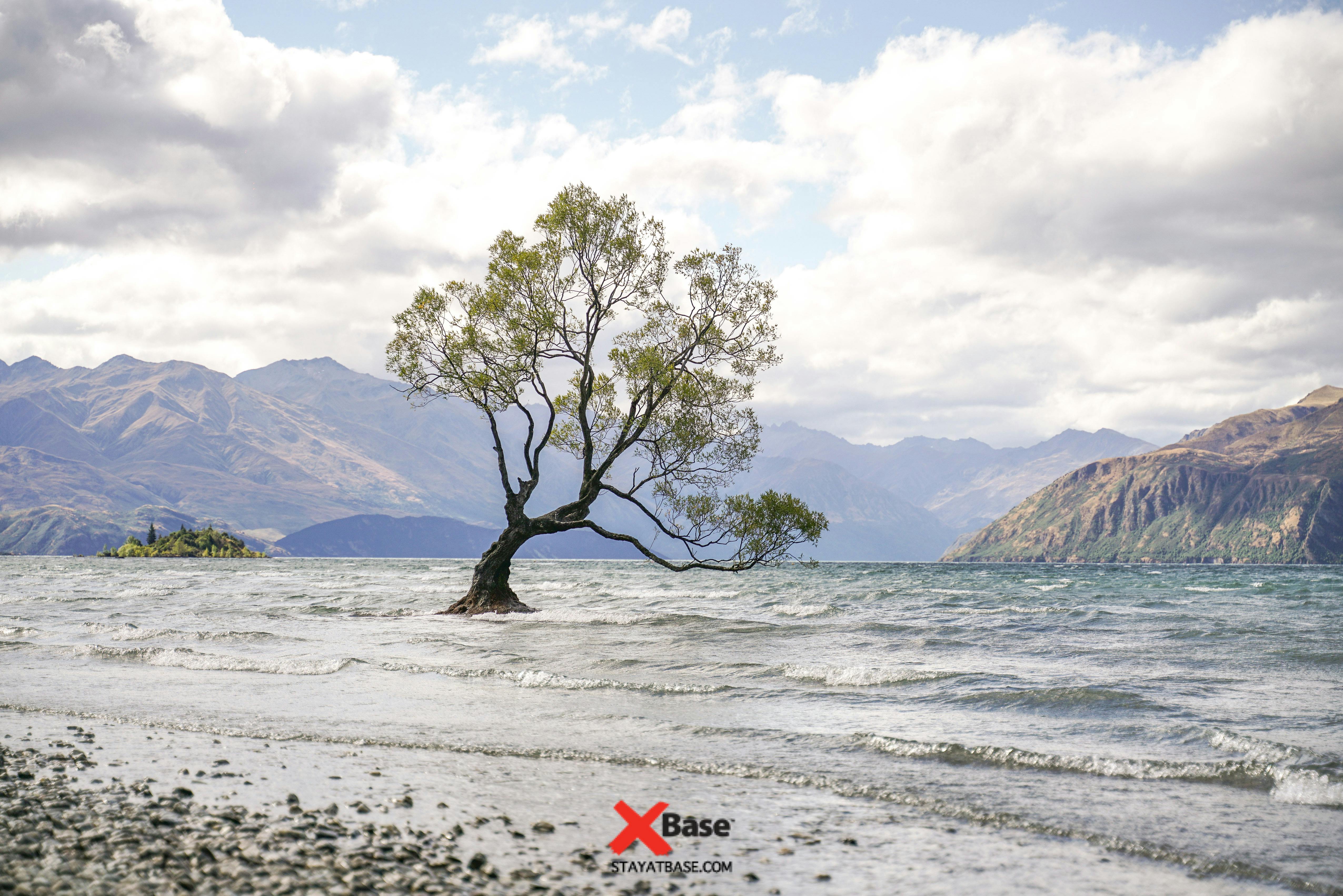 that wanaka tree worlds best scenery