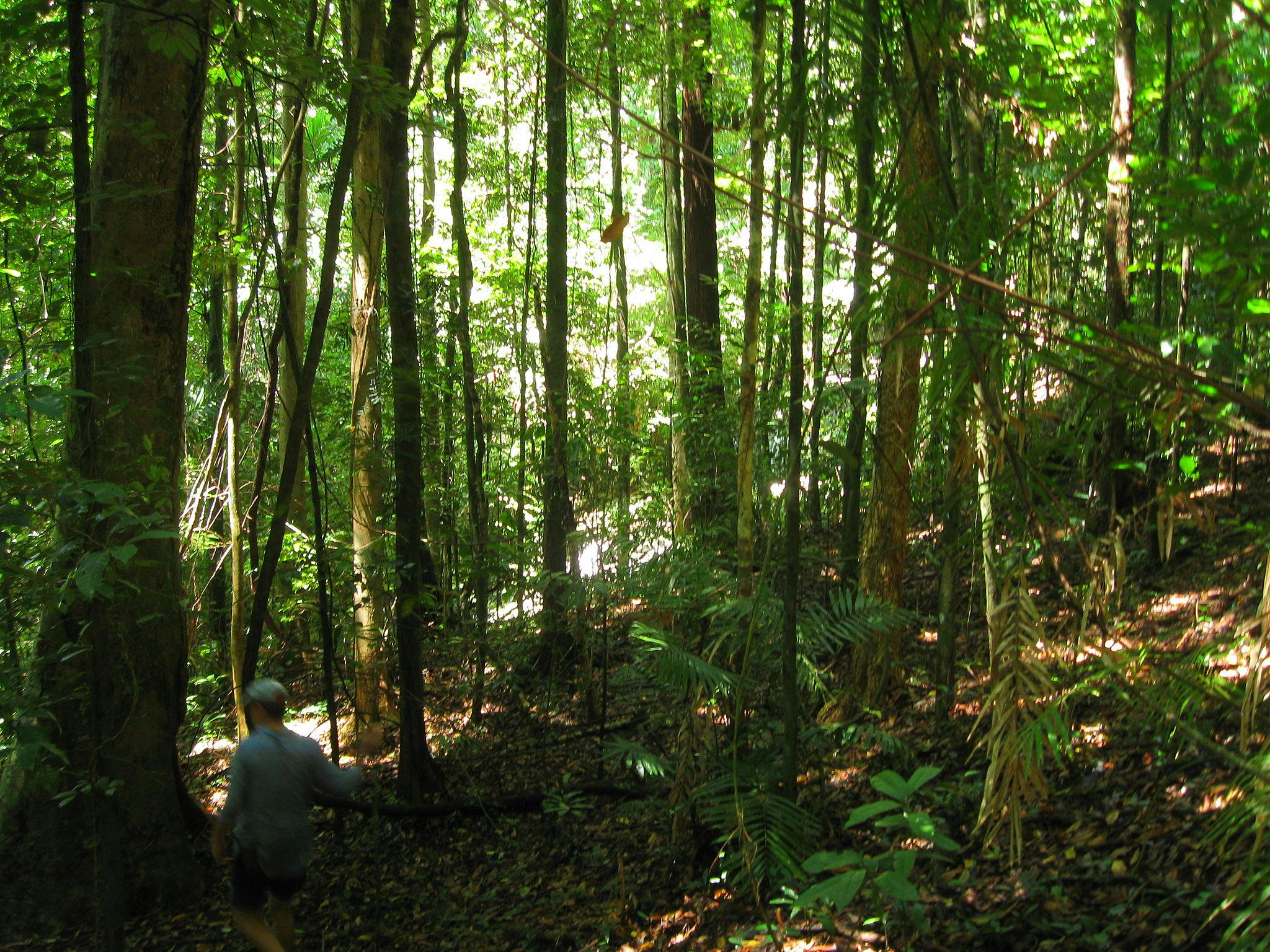 daintree rainforest