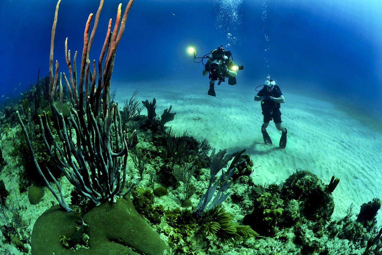 scuba diving in new zealand