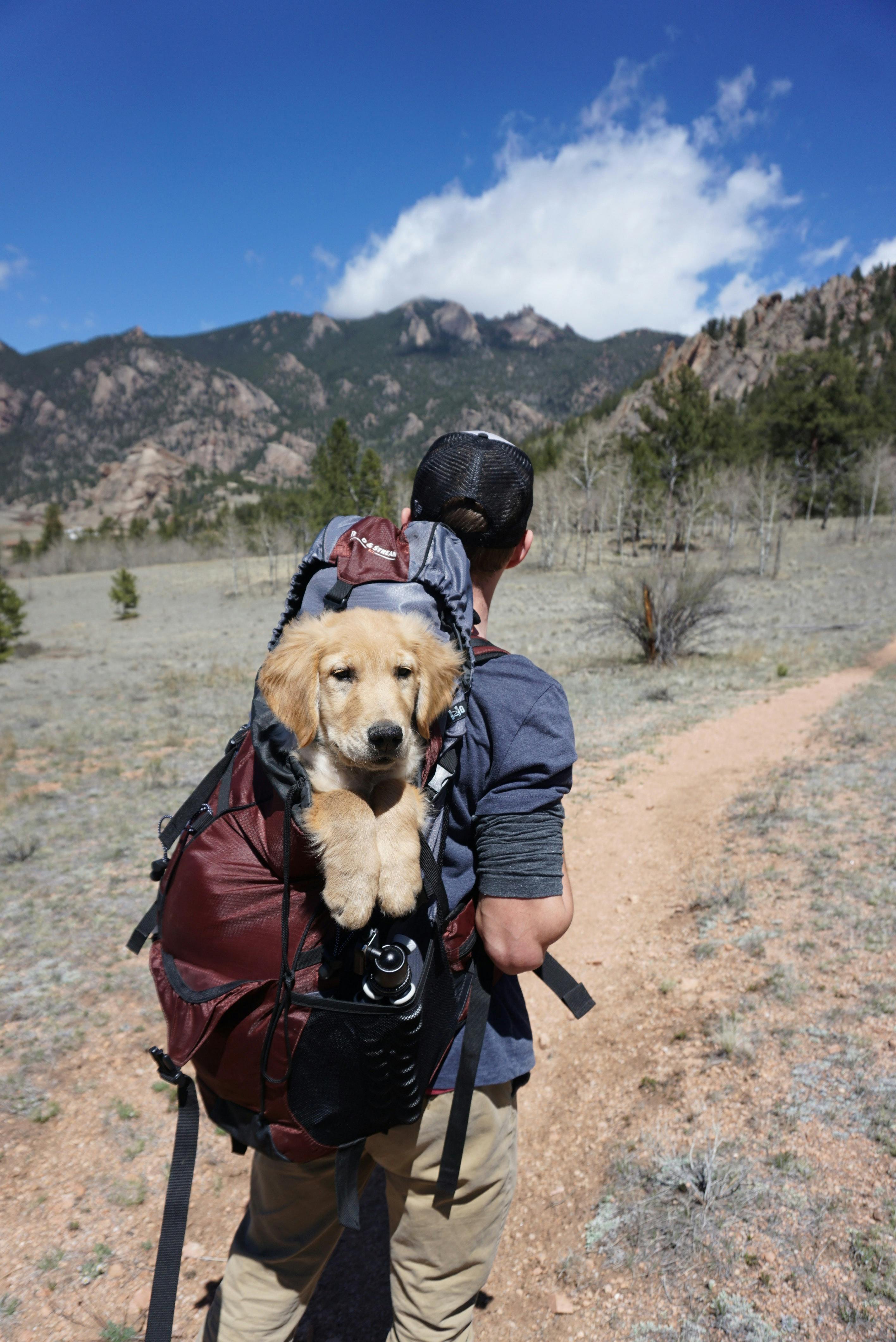 travel with dog