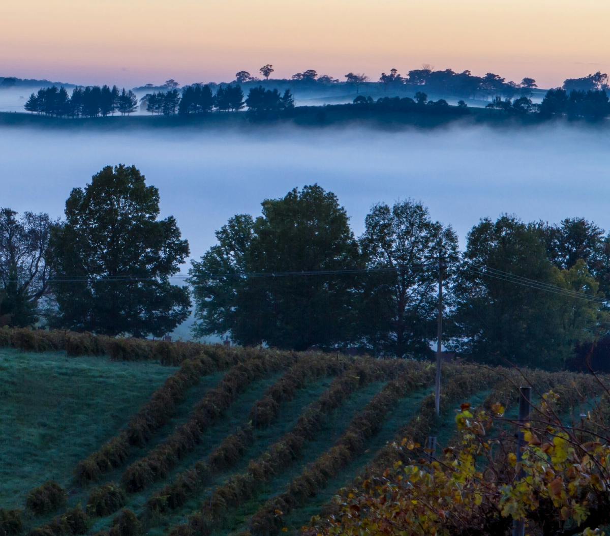 wine regions of australia