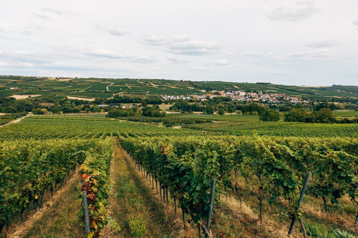 visiting the wine regions of australia