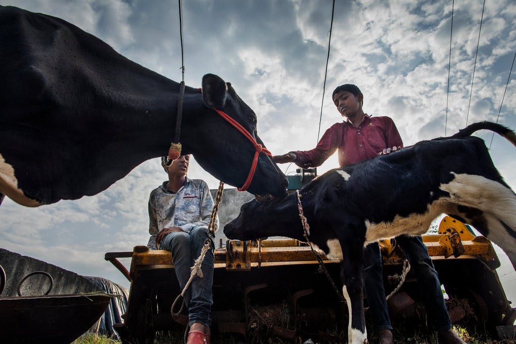 An increasing number of climate projects seek to reduce methane emissions from livestock, which represent up to 30% of global methane emissions. Photo Credits: Prashanth Vishwanathan / Ashden