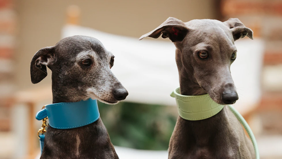 Chili & Maggie – the stylish Italian greyhounds  and ‘lady bosses’ behind Collar of Sweden