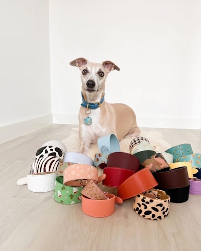 Dog with collection of collars