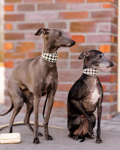 Chili & Maggie – the stylish Italian greyhounds  and ‘lady bosses’ behind Collar of Sweden