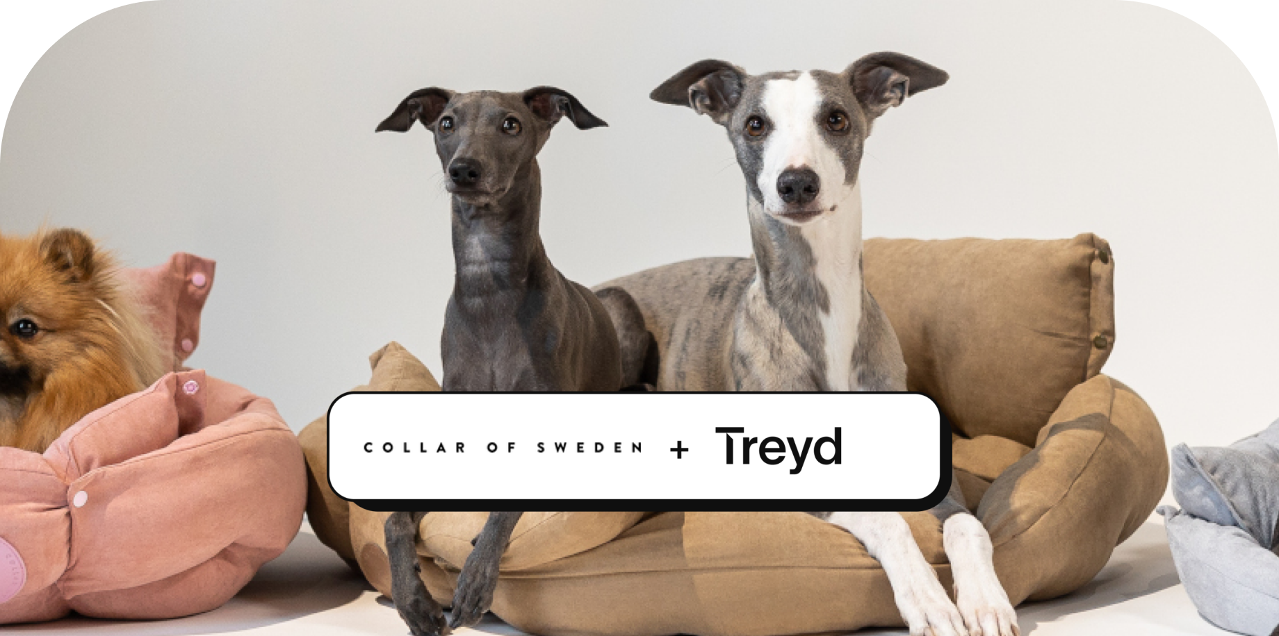 Collar of Sweden: Treyd customer case