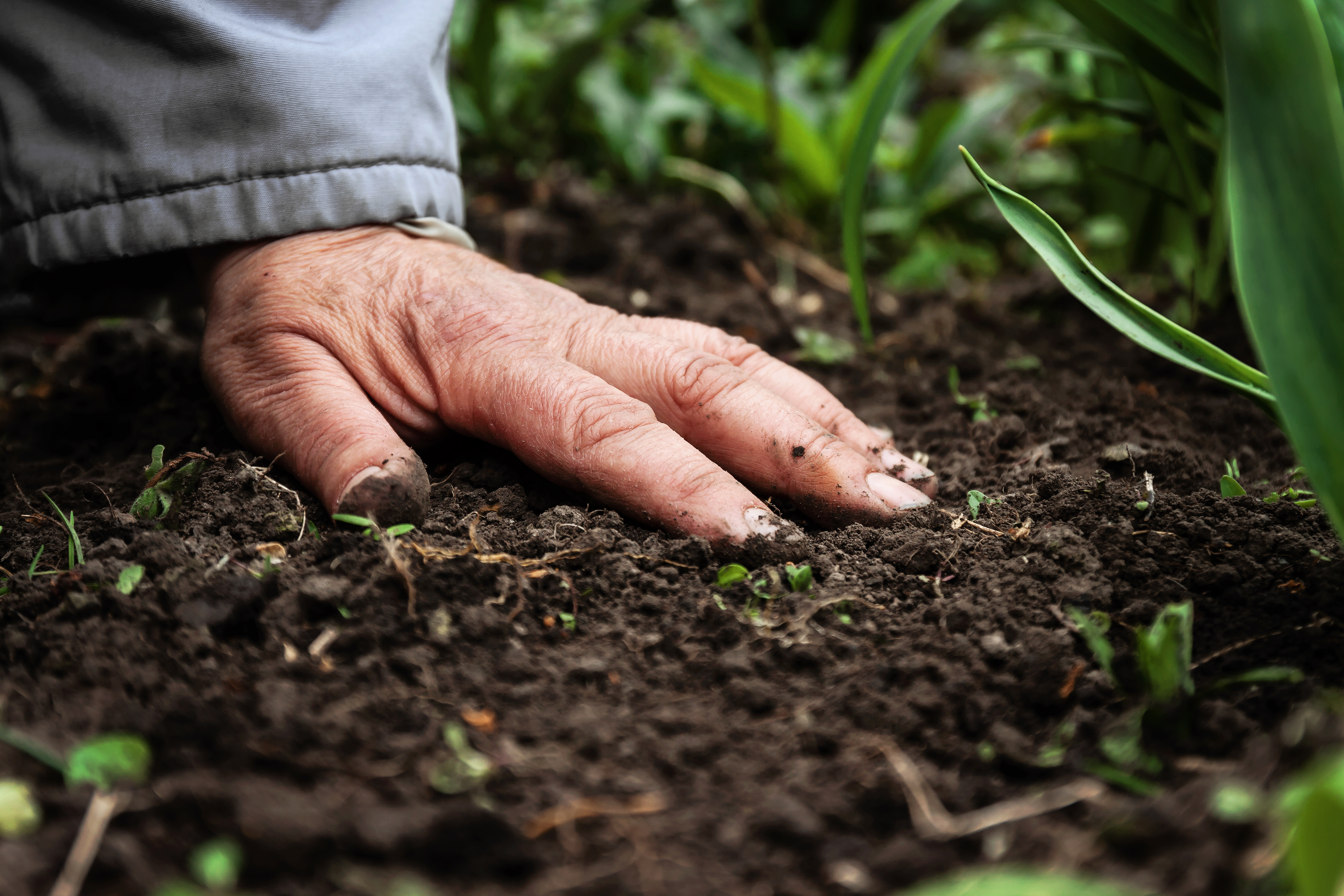 Hand resting on a soil patch surrounded by plants