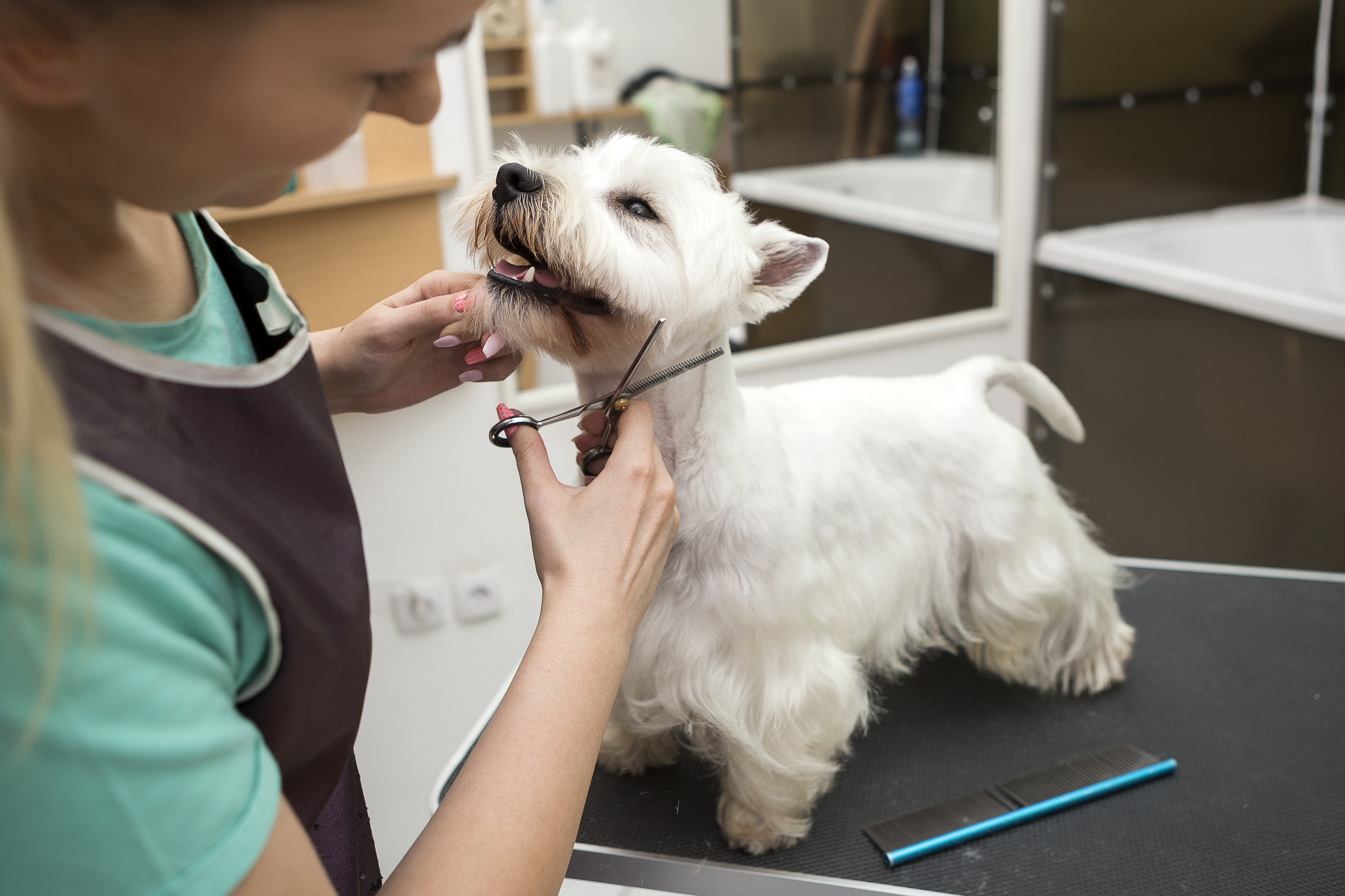 animal being groomed at Pets on Elgar