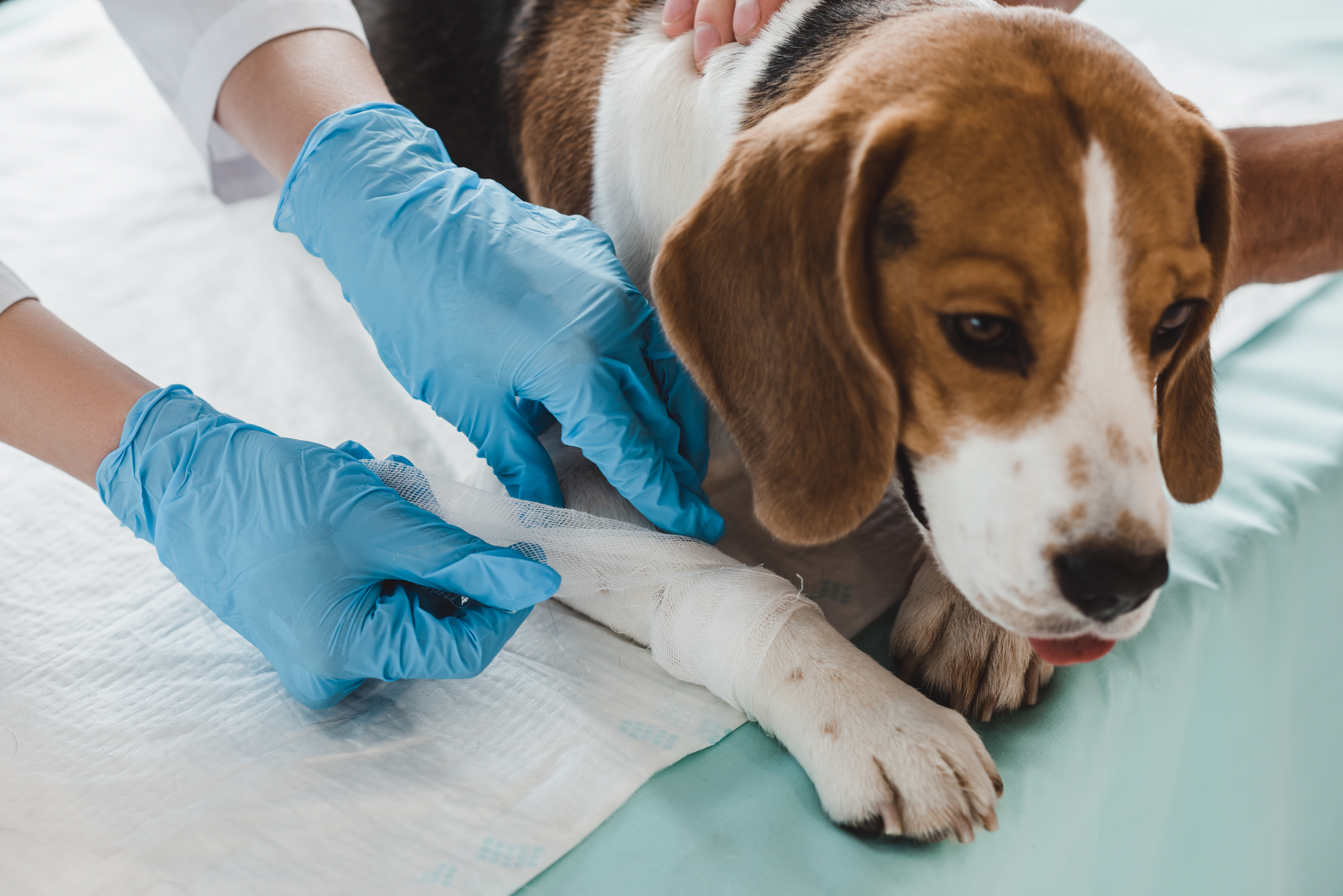 dog being bandaged