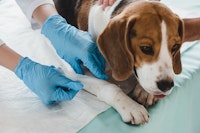 Veterinary Nursing
