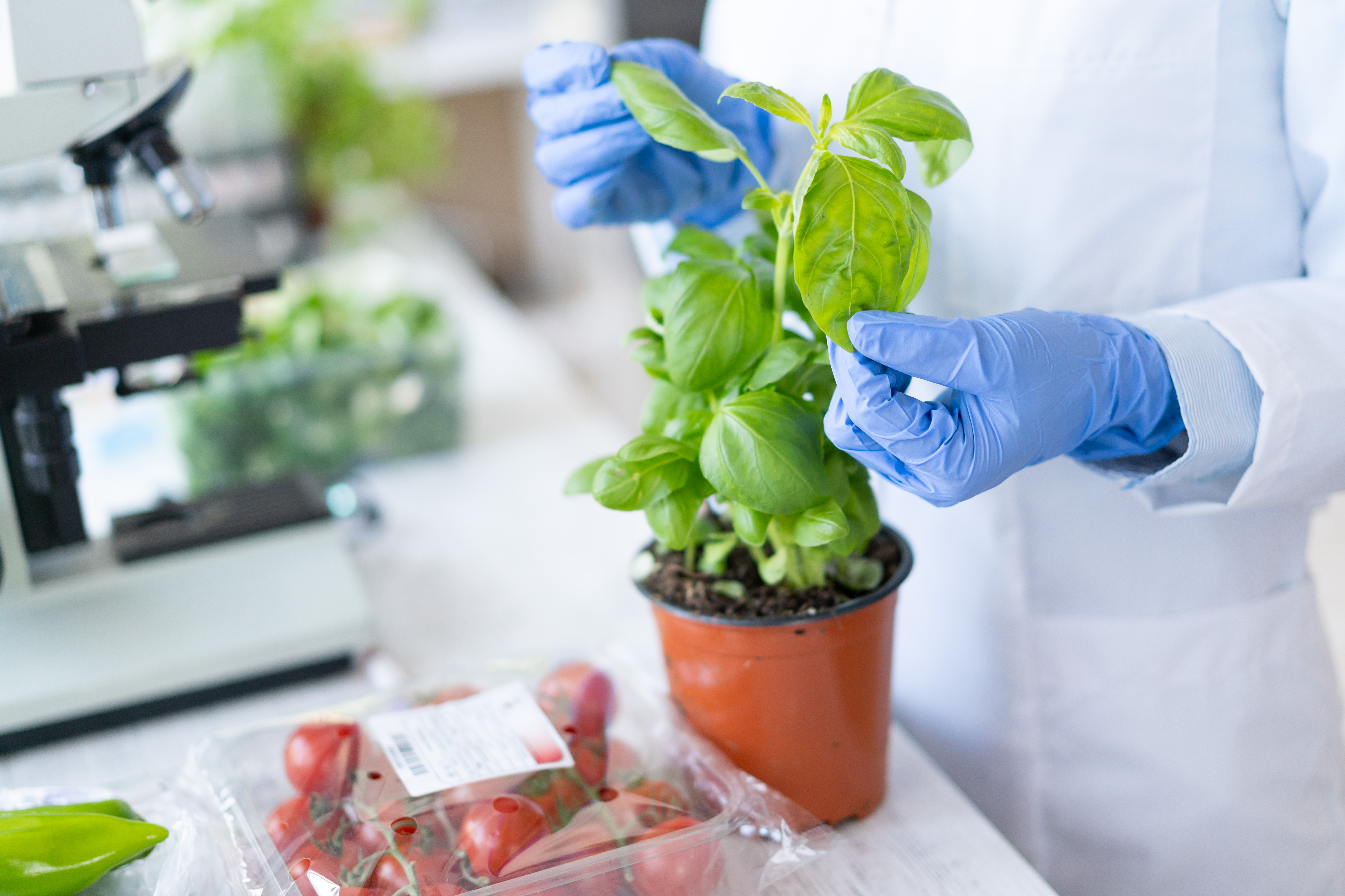 Plant in science lab