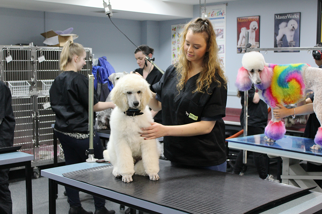 Animal Studies | Animal Studies Courses | Box Hill Institute | Box Hill Institute Animal Studies | Animal Studies Courses | Box Hill Institute | Box Hill Institute