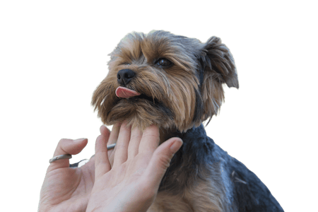 Discover Animal Studies