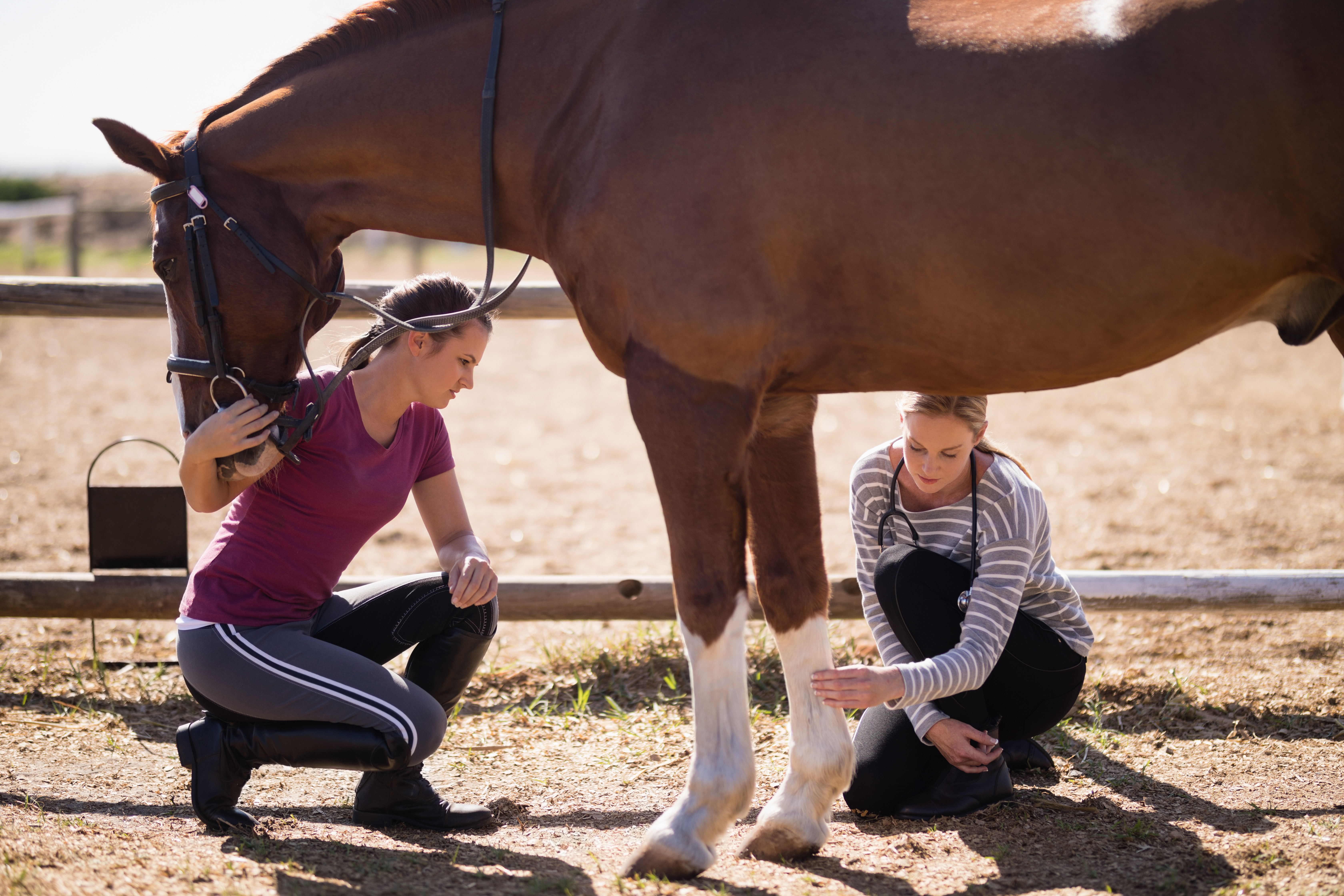 Animal Studies | Animal Studies Courses | Box Hill Institute | Box Hill Institute Animal Studies | Animal Studies Courses | Box Hill Institute | Box Hill Institute