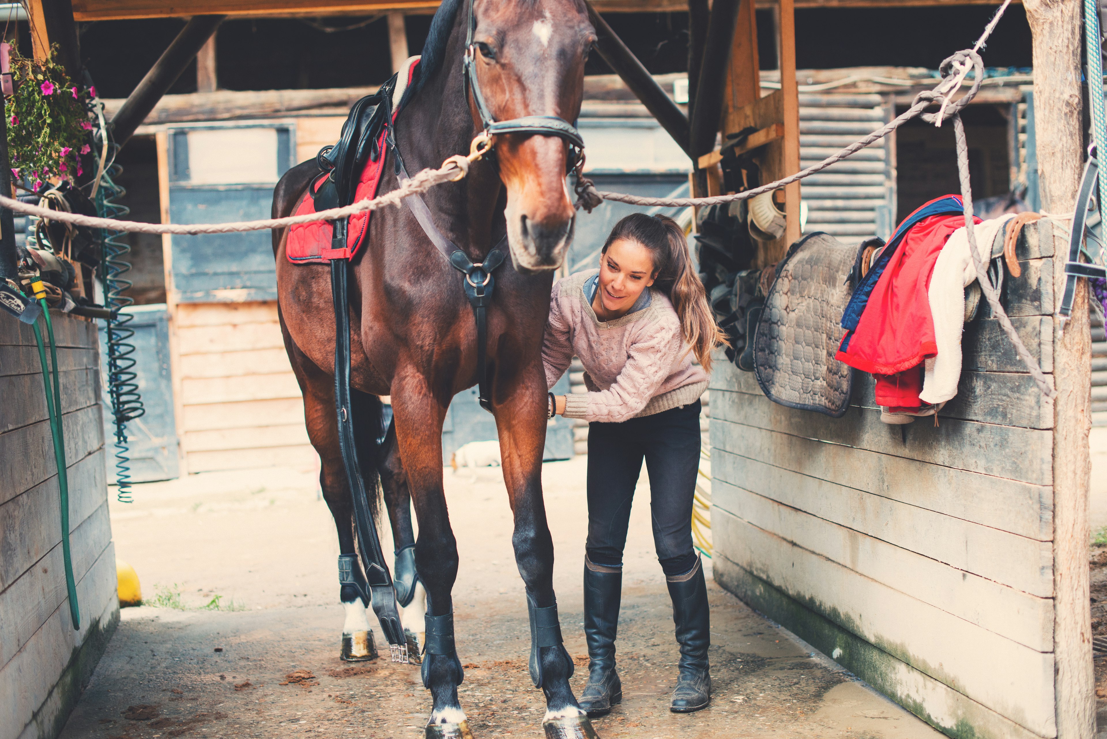 Certificate III in Equine Studies Box Hill Institute Melbourne