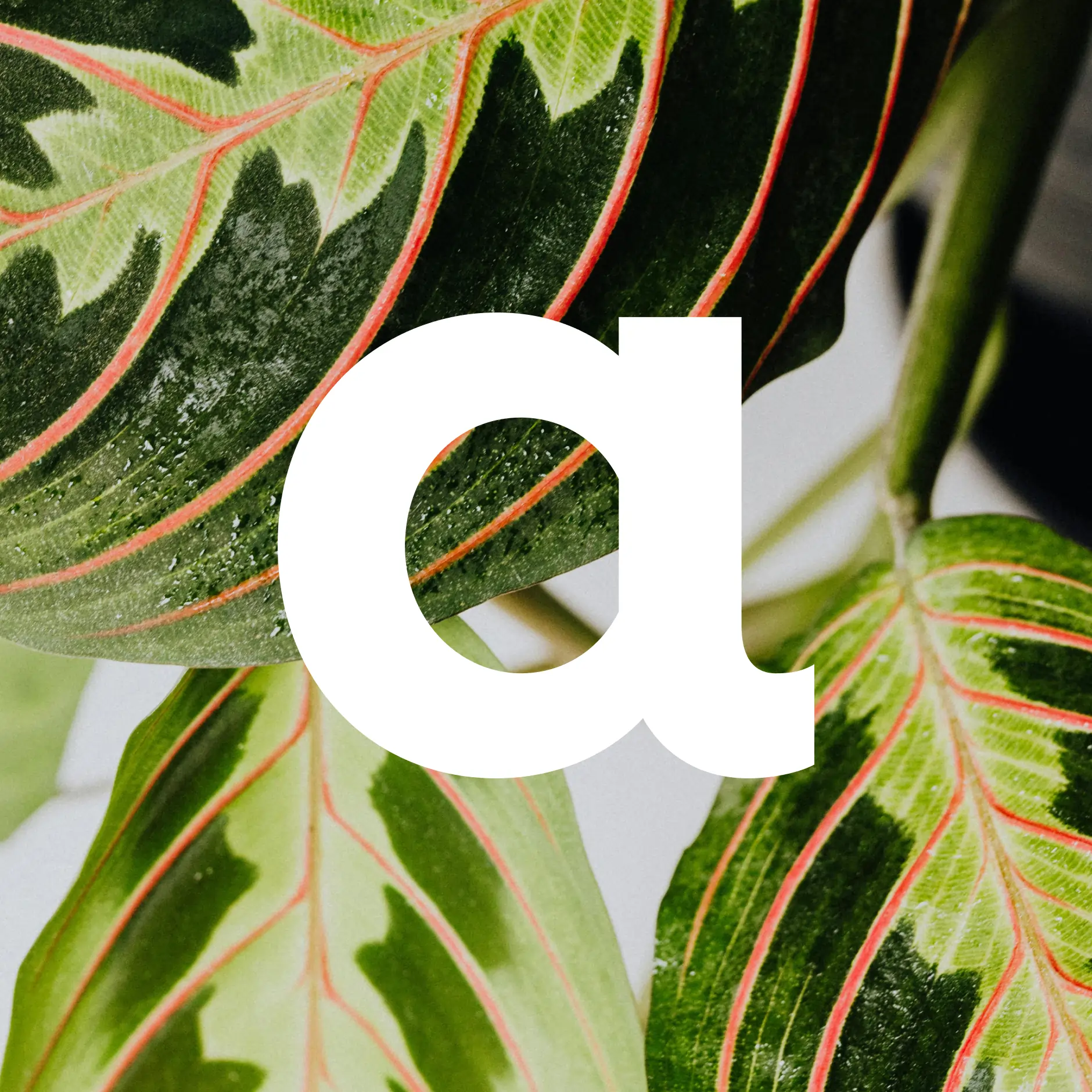 Tropical leafs with bold veins, overlaid bya letter a in Plantagen’s custom typeface.