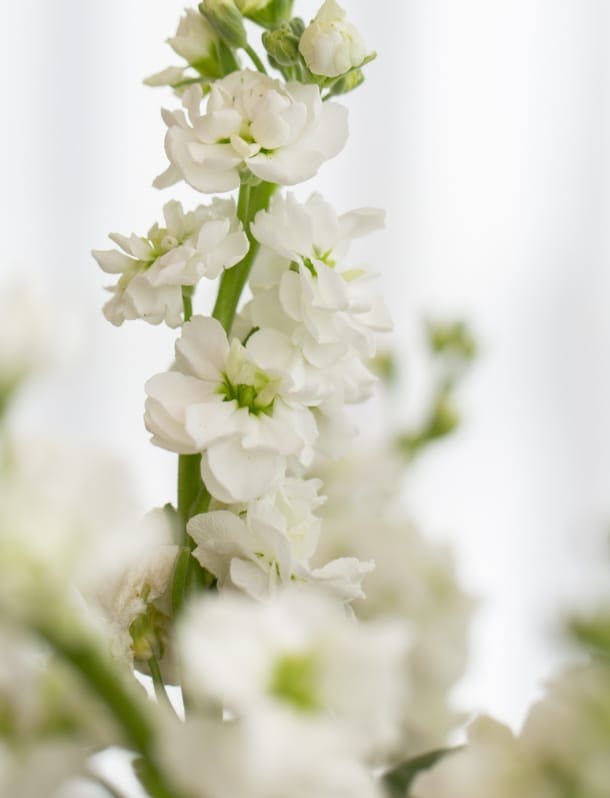 White flowers