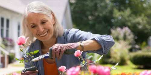 Older woman gardening - cutting roses