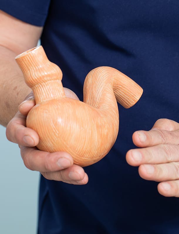 Doctor holding a model of a stomach