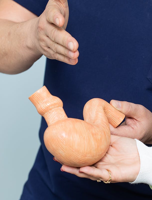 Doctor holding a model of a stomach