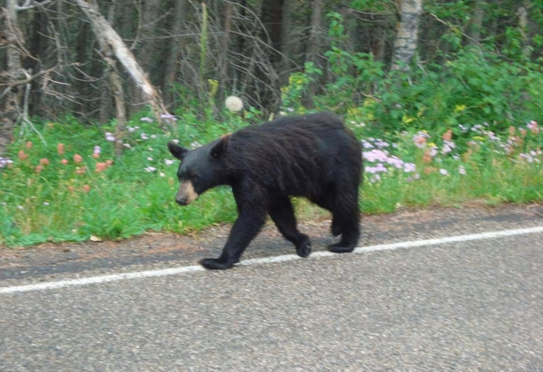 Cover Image for Unforgettable Trip to Glacier National Park