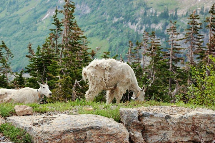 Mountain Goats