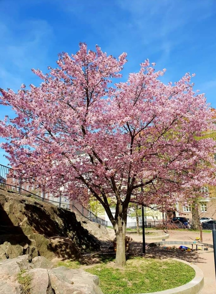 Beautiful Tree in Sweden