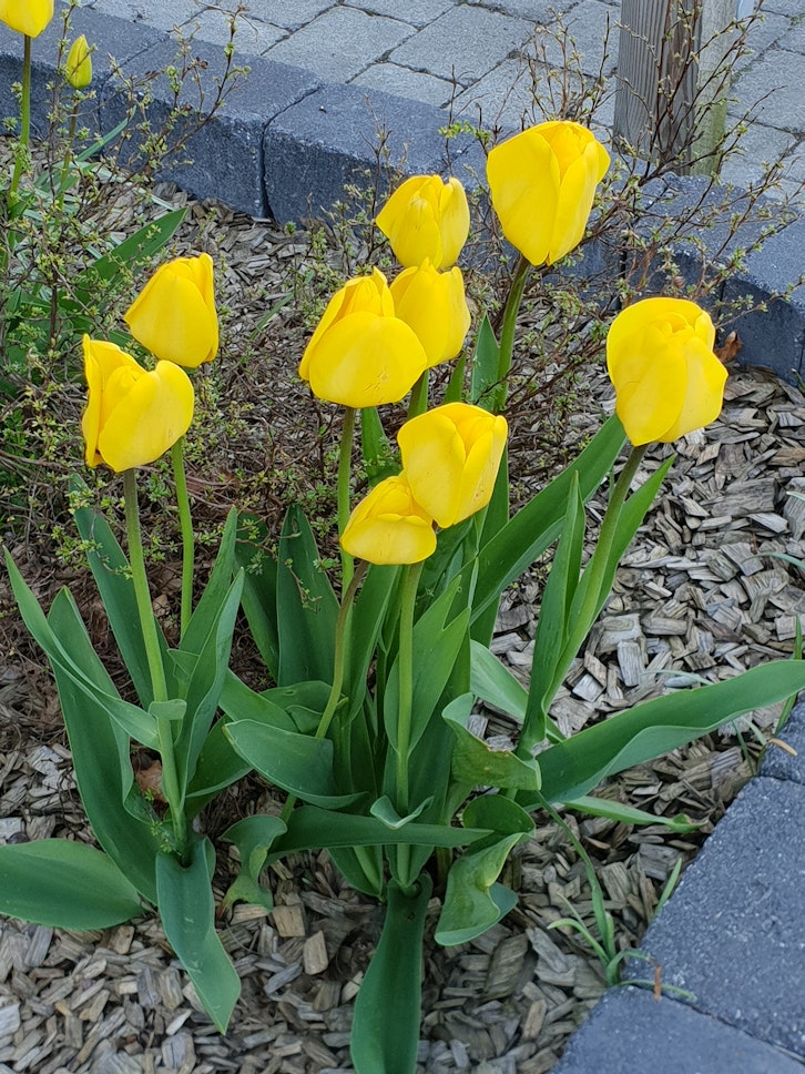 Beautiful Tulips everywhere....