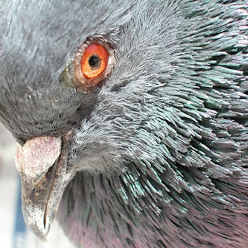 Open «Silver» Thumbnail of the picture «Silver»