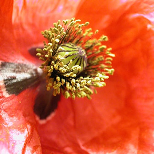 Open «Papavero» Thumbnail of the picture «Papavero»