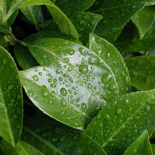 Miniatura della fotografia «Green rain»